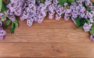 Картинка цветы, ветки, сирень, wood, весна, цветение, blossom, flowers