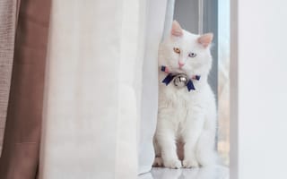 Картинка кошка, колокольчик, белый, ангорский, взгляд, сидит, занавески, светлый, шторы, тюль, бантик, красавчик, разноглазый, кот, окно, пушистый