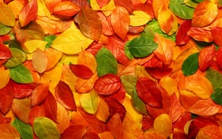Картинка природа, макро осень, фото с природой, листья