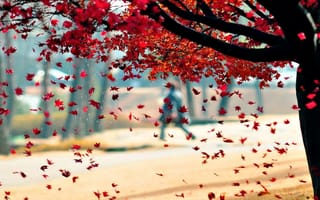 Картинка природа, осень, дерево, листья
