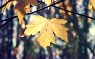 Картинка макро, осень, ветки, кленовый, природа, лист