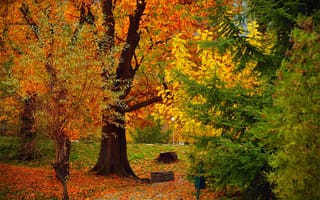 Картинка Осень, Деревья, Листва, Fall, Autumn, Colors, Trees
