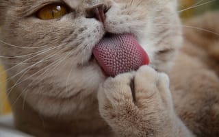 Картинка кошка, лапа, котэ, язык, усы, моется