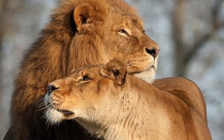 Картинка лев, львица, любовь, кошки