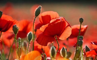 Картинка поле, лето, поляна, цветы, красный, маки, мак