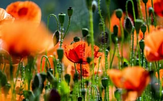 Картинка поле, лето, поляна, красный, свет, цветы, мак