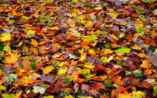 Картинка осень, природа, ковер, листья