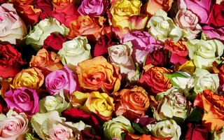 Картинка цветы, белые, бутоны, оранжевые, розы, розовые, много, букет, разноцветные, букеты