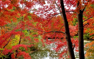 Картинка лес, деревья, осень, багрянец, вода, листья