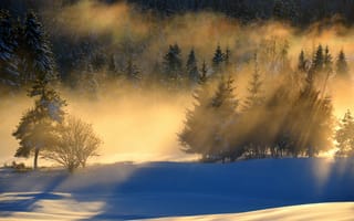 Картинка утро, снег, пейзаж, лес