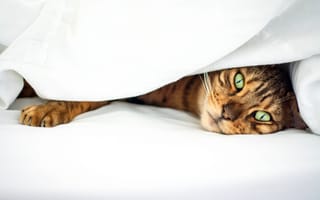 Картинка кошка, полосатый, глаза, постель, зеленые, кот
