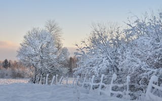 Картинка деревья, зима, снег, забор, утро, мороз