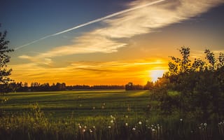 Картинка поле, лето, смоленск, трава, солнце, весна, небо