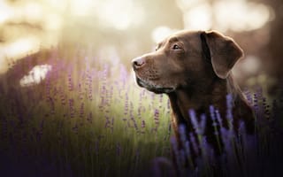 Картинка взгляд, собака, Лабрадор-ретривер, морда, портрет, цветы, лаванда