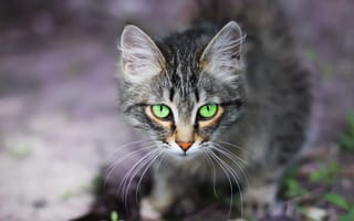 Картинка кот, взгляд