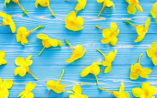 Картинка цветы, желтые, wood, flowers, тропические, yellow, blue, tropical