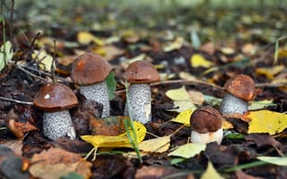 Обои природа, грибы, осень