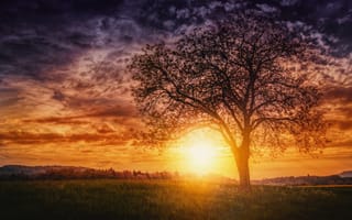 Картинка солнце, дерево, закат, вечер