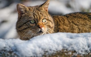 Картинка взгляд, Лесной кот, снег, морда, Дикая кошка