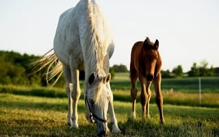 Картинка лето, природа, кони