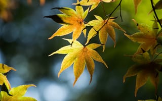 Картинка дерево, японский клен, блики, ветки, листья