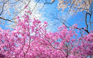 Картинка небо, весна, сад, деревья, цветы