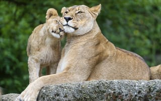 Картинка львица, кошки, львёнок, камень, детёныш, семья, львы, ©Tambako The Jaguar