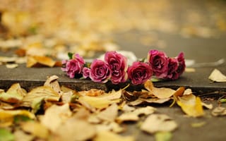 Картинка розы, осень, цветы, листья, лепестки