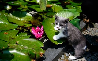 Картинка кошка, листья, котейка, котёнок, водяная лилия, Манчкин, сад, цветок