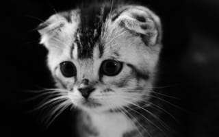 Картинка котёнок, черно белое, глаза, взгляд, котэ