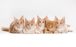 Картинка мейн-кун, кот, котята, кошки, белый