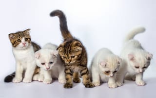 Обои котята, белый фон, кот, кошки