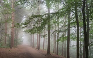 Обои лес, дорога, деревья, туман