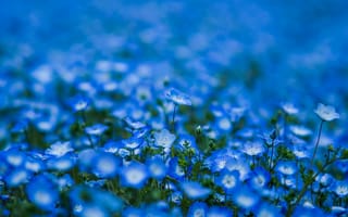 Картинка Немофила, лепестки, голубые, синие, цветы, размытость