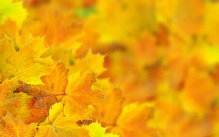 Картинка боке, осень, листья, макро