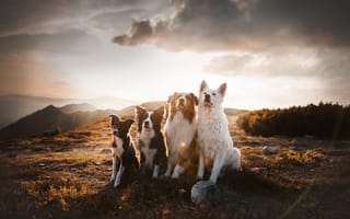 Картинка собаки, горы, квартет