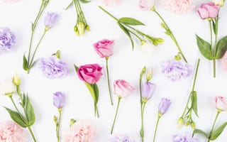 Картинка цветы, бутоны, violet, pink, fresh, eustoma, эустома, flowers