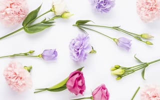 Картинка цветы, бутоны, эустома, flowers, pink, fresh, eustoma, violet