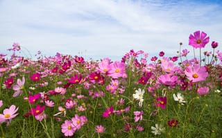 Картинка поле, лето, солнце, cosmos, цветы, розовые, flowers, pink, summer, field, 