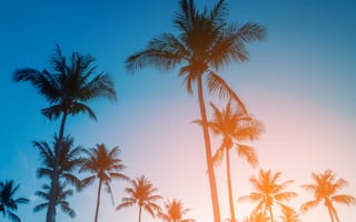 Картинка пляж, palms, beautiful, небо, beach, paradise, пальмы, закат, берег, summer, tropical, seascape, sunset, лето