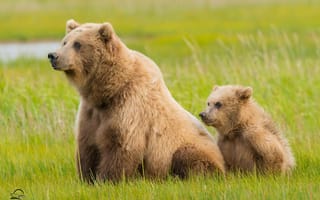 Картинка Lake Clark National Park, медвежонок, медведица, Alaska, медведи, детёныш, Аляска, трава