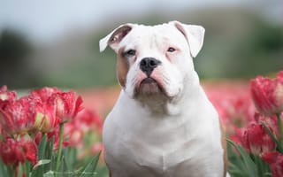 Картинка взгляд, тюльпаны, морда, собака, цветы