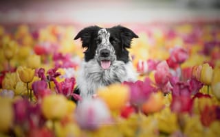 Обои тюльпаны, морда, собака, цветы