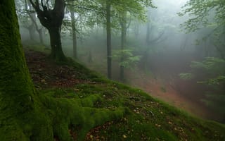 Обои лес, мох, осень, деревья, склон, туман