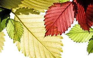 Картинка макро, прожилки, осень, природа, свет, зеленые, красные, листья, солнце