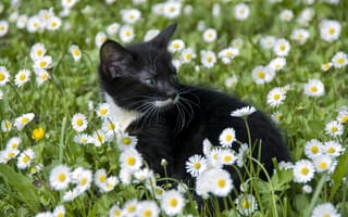 Картинка котёнок, цветы, ромашки, кот, детёныш