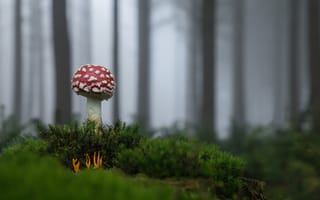Картинка лес, мухомор, гриб