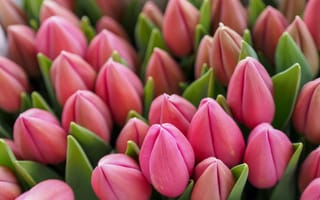 Картинка flowers, tulips, bouquet of flowers