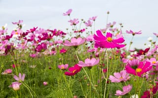 Картинка поле, лето, flowers, cosmos, summer, field, розовые, небо, цветы, pink