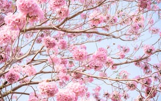 Картинка цветы, ветки, blossom, цветение, розовые, flowers, весна, pink